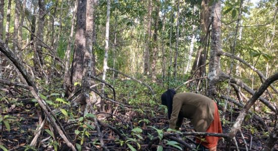 Mandi Lumpur di Hutan Mangrove Morotai, Warga Berburu Kerang Bakau yang Melimpah