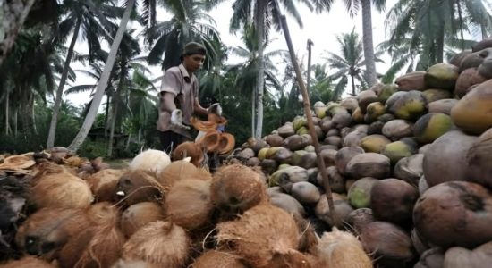 Perjuangan Warga Tomares-Tabanolou: Bertahan dengan Kelapa Saat Tambang Menggurita