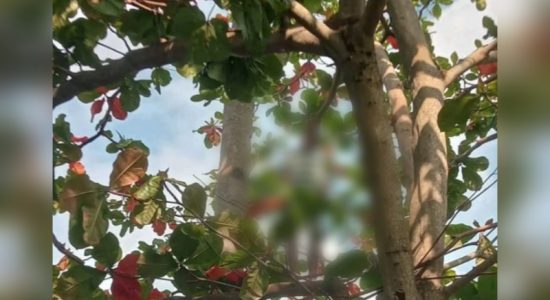Pria Muda di Gambesi Ternate Ditemukan Meninggal dalam Kondisi Tragis