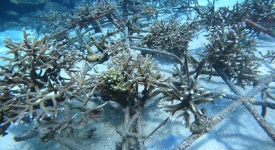 ANTAM UBPN Maluku Utara Sukses Transplantasi Terumbu Karang, Komitmen Konservasi Berlanjut