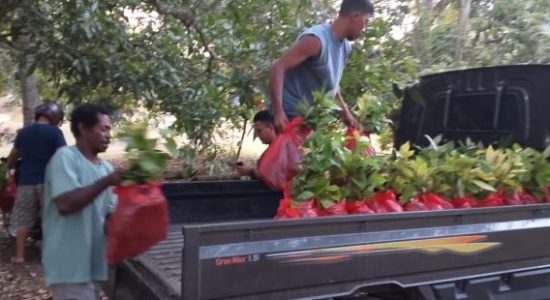 Kemarau Melanda Morotai, Dinas Pertanian Siapkan Bantuan Bibit Perkebunan