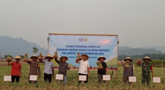 Panen Perdana Bawang Bima Brebes, BI Dorong Penguatan Pangan di Halmahera Timur