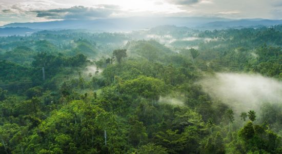 Lansia Hilang di Hutan Halmahera Selatan, Tim SAR Lakukan Pencarian