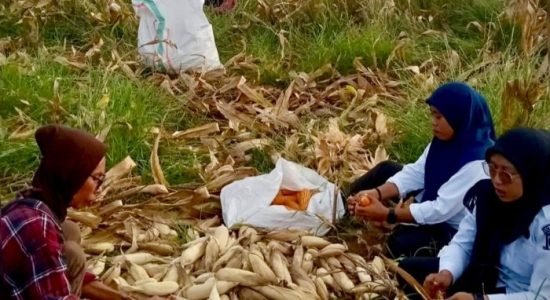 Kabar Baik untuk Petani Morotai, Bulog Buka Peluang Besar Serap Jagung