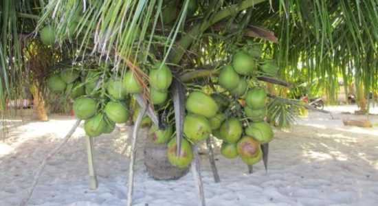 Aturan Baru Pemkab, Kelapa Bido Morotai Dilirik Pembeli Luar Daerah