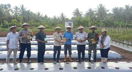 Sekda Morotai Pimpin Gerakan Tanam 2.500 Pohon Cabai Keriting