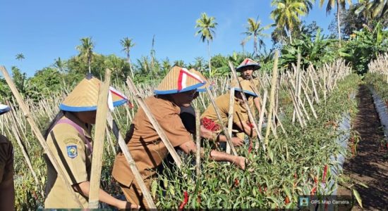 Distan Morotai Genjot Hortikultura, Panen Cabai Terus Meningkat