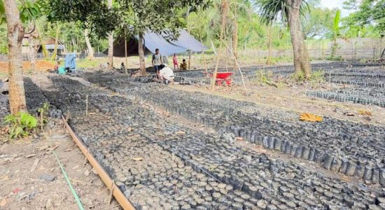 Sula Bidik Sentra Bibit Kakao, Siap Dongkrak Ekonomi Petani 2026