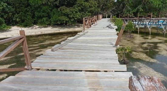 Wisata Mangrove di Pulau Dodola, Morotai Ditutup Sementara