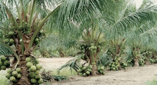 Kelapa Bido Morotai Resmi Diizinkan Keluar, Peluang Ekonomi Terbuka