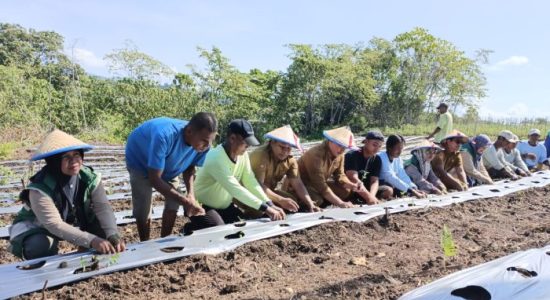 Strategi Pemda Morotai Perkuat Hortikultura untuk Tekan Inflasi