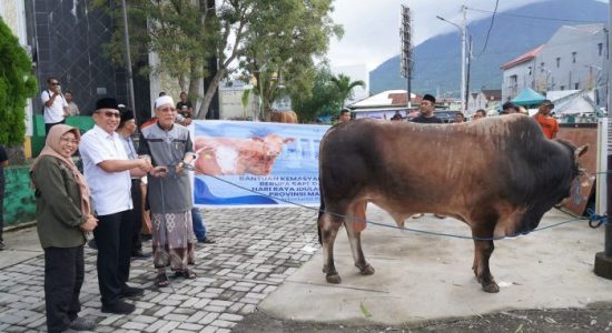 Wali Kota Tauhid Serahkan Sapi Kurban Presiden Prabowo ke Masjid Raya Ternate