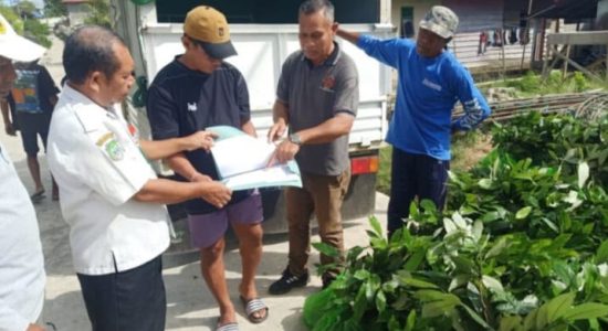Pemkab Halmahera Tengah Perkuat Perkebunan Lewat Bantuan Bibit Pala Unggul