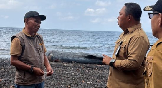 Paus Terdampar di Taduma Ternate, Sekda Rizal Perintahkan Penanganan Cepat