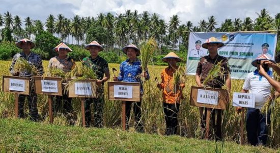 Wabup Morotai Ajak Petani Tingkatkan Produksi, Hadirkan Mesin Combine Harvester