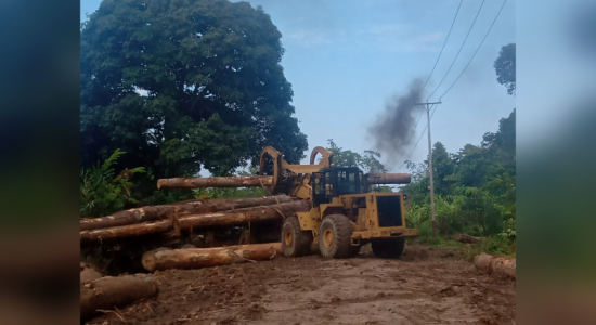 Polisi Turun Tangan Usut Dugaan Illegal Logging di Sula, Dishut Masih Bungkam