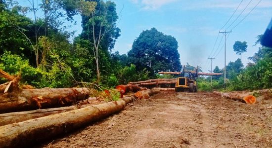Dishut Tutup Mulut, Dugaan Pembalakan Liar di Sula Kian Menguat