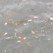 Bau Amis, Ratusan Ikan di Laut Ternate Mati