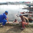 Ratusan Ikan Mati Mendadak di Perairan Halmahera Tengah