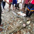 Buaya Masuk Kampung Gegerkan Warga Desa