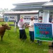 PT IWIP Salurkan Bantuan Hewan Kurban