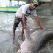 Heboh, Fenomena Ikan Duyung Mati Terdampar di Morotai