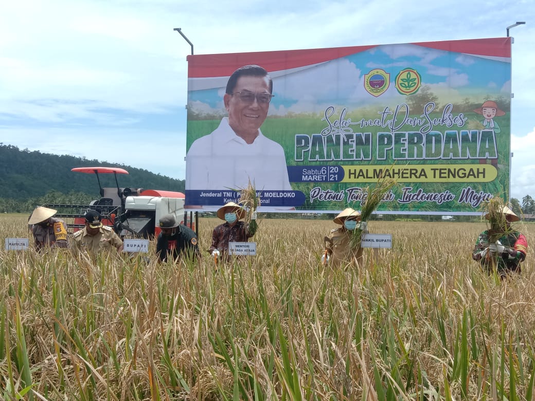 Panen Raya Perdana Petani Halmahera Tengah dalam 30 Tahun Terakhir  