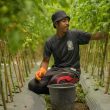 Tumbuhnya Minat Petani Holtikultura di Ternate