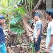 Cara Komunitas di Ternate Selamatkan Air dengan Menanam Sagu