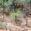 Mangrove Tercemar, DLH Hentikan Aktivitas Blok III PT ASM di Pulau Gebe
