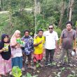Distan Halmahera Tengah Salurkan Bantuan Bibit untuk 22 Kelompok Tani