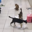 Bikin Tak Nyaman, Manajemen RSUD Chasan Boesorie Diminta Tertibkan Kucing Liar