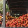 Pasokan Rambutan Aceh di Pasar Ternate Bertambah, Berikut Harganya
