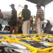 Memotret Tangkapan Ikan Nelayan Ternate