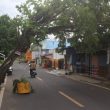 Pohon di Fitu, Ternate Nyaris Tumbang, Sempat Bikin Jalan Raya Macet