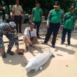 Anak Dugong Mati Terdampat di Pesisir Morotai