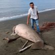 Menguak Penyebab Terdamparnya Dugong di Morotai dalam 3 Tahun Terakhir