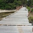 Wisata Mangrove di Pulau Dodola, Morotai Ditutup Sementara