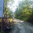 Penebangan Liar Pohon Bakau, Warga Labuha Halmahera Selatan Desak Tindakan Tegas