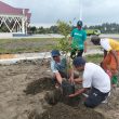 Agathis Kembali ke Halmahera Timur, Bupati Ubaid Mulai Penghijauan dari Pendopo