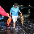 Obi Fishing Tournament 2025: Laut Dekat Tambang Masih Produktif, Nelayan Panen Ikan Besar
