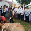Bupati Rusli Serahkan Hewan Kurban Presiden Prabowo kepada BTM Masjid Agung Morotai