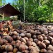 Pengusaha Kelapa di Halmahera Utara Rugi Ratusan Juta, Empat Rekan Bisnis Dipolisikan