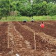 Lahan Tidur Jadi Harapan Baru Petani Hortikultura di Morotai