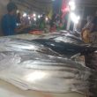 Harga Ikan di Pasar Ternate Stabil Setelah Cuaca Buruk