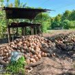 Harga Kopra Morotai Turun Tajam, Ekonomi Keluarga Petani Terancam!