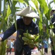 Hadiri Panen Jagung, Wali Kota Tidore Kepulauan Ajak Generasi Muda Manfaatkan Lahan Pertanian
