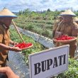 Dinas Pertanian Morotai Pastikan Stok Hortikultura Aman 2026