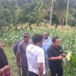 Panen Jagung di Facei, Sekda Ternate: Kualitasnya Unggul dan Siap Tekan Inflasi