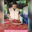 DPKP Pastikan Stok Tomat dan Cabai di Morotai Aman Selama Ramadan